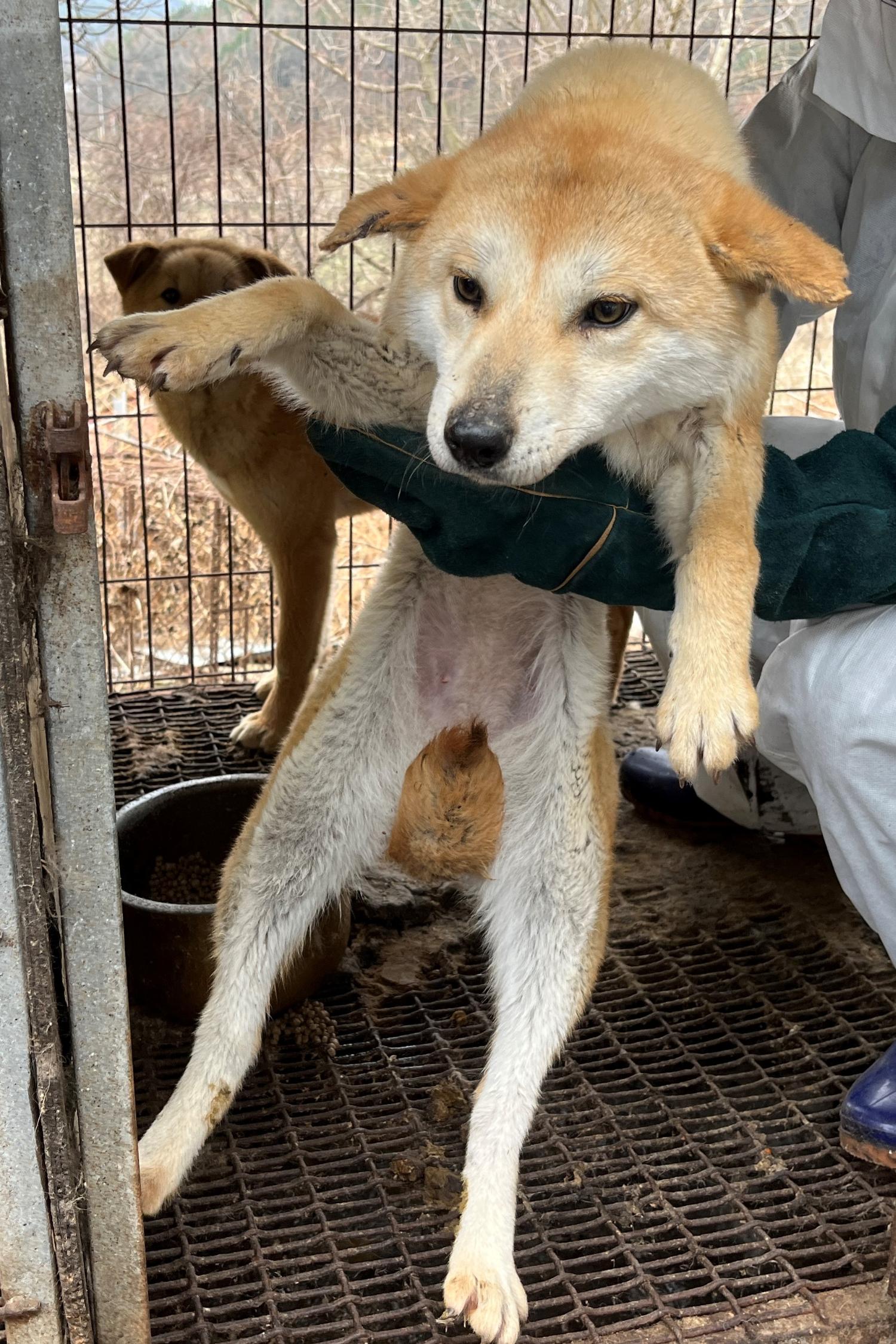 진도개메디컬센터_446500202300198